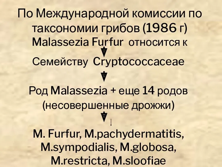 По Международной комиссии по таксономии грибов (1986 г) Malassezia Furfur относится к Семейству