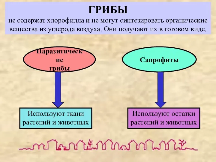 ГРИБЫ не содержат хлорофилла и не могут синтезировать органические вещества