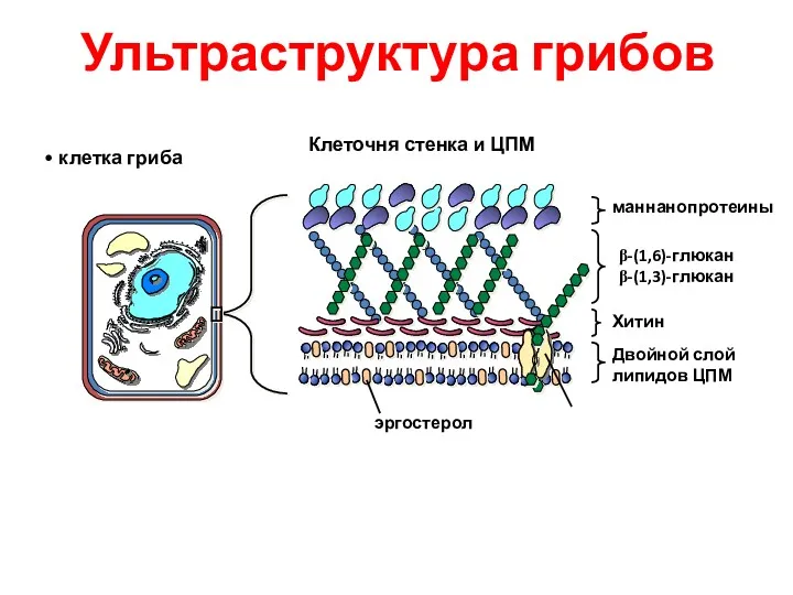 клетка гриба маннанопротеины β-(1,6)-глюкан β-(1,3)-глюкан Хитин Двойной слой липидов ЦПМ