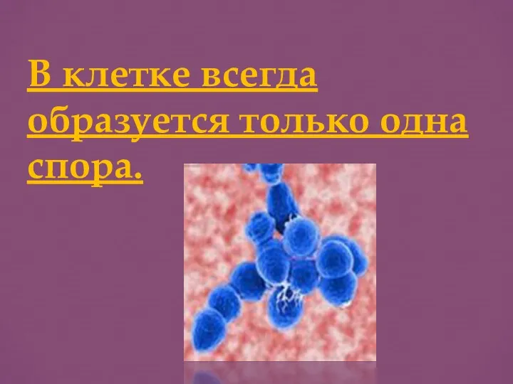 В клетке всегда образуется только одна спора.