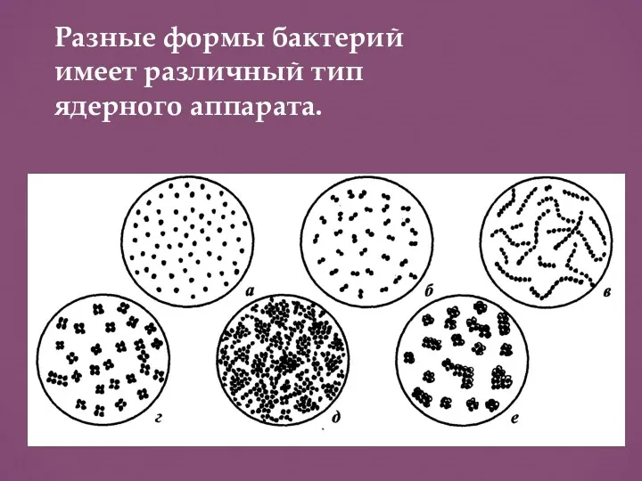 Разные формы бактерий имеет различный тип ядерного аппарата.