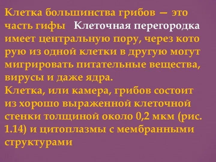 Клетка большинства грибов — это часть гифы Клеточная перегородка имеет