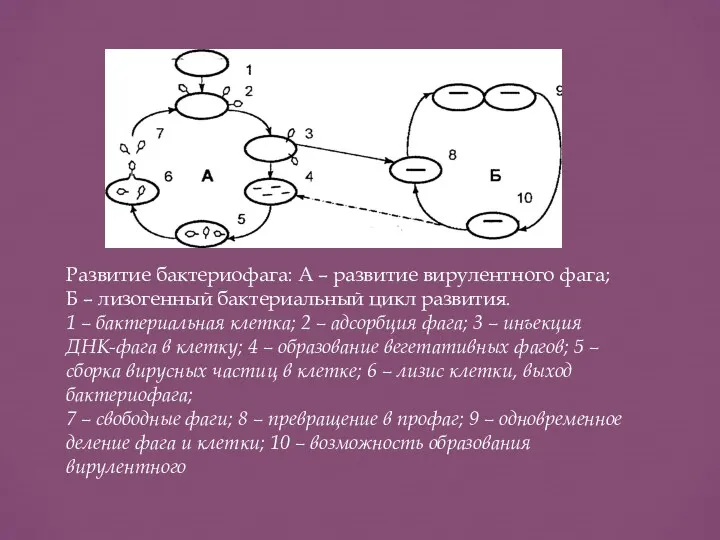 Развитие бактериофага: А – развитие вирулентного фага; Б – лизогенный