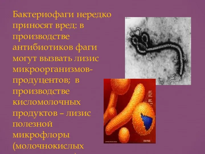 Бактериофаги нередко приносят вред: в производстве антибиотиков фаги могут вызвать