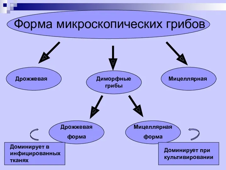 Форма микроскопических грибов Дрожжевая Мицеллярная Диморфные грибы Дрожжевая форма Мицеллярная