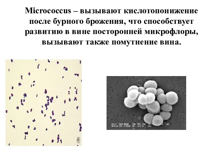 Micrococcus – вызывают кислотопонижение после бурного брожения, что способствует развитию