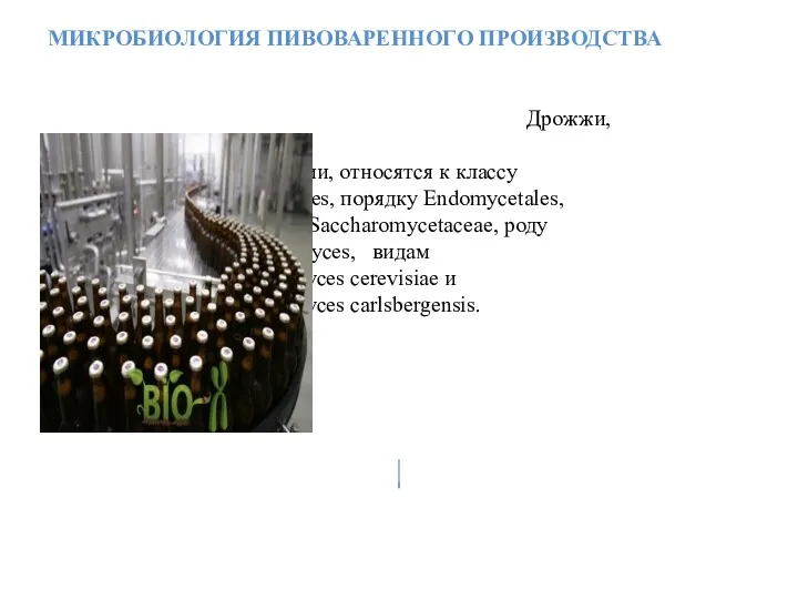 МИКРОБИОЛОГИЯ ПИВОВАРЕННОГО ПРОИЗВОДСТВА Дрожжи, используемые в пивоварении, относятся к классу Ascomycetes, порядку Endomycetales,