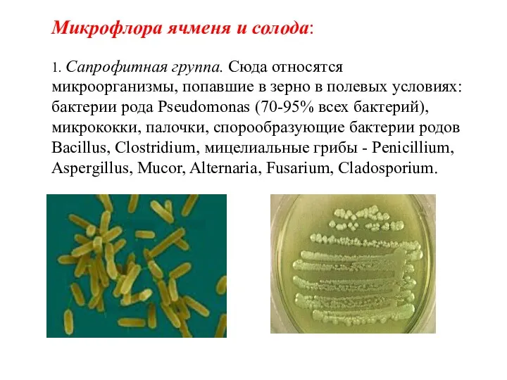 Микрофлора ячменя и солода: 1. Сапрофитная группа. Сюда относятся микроорганизмы, попавшие в зерно