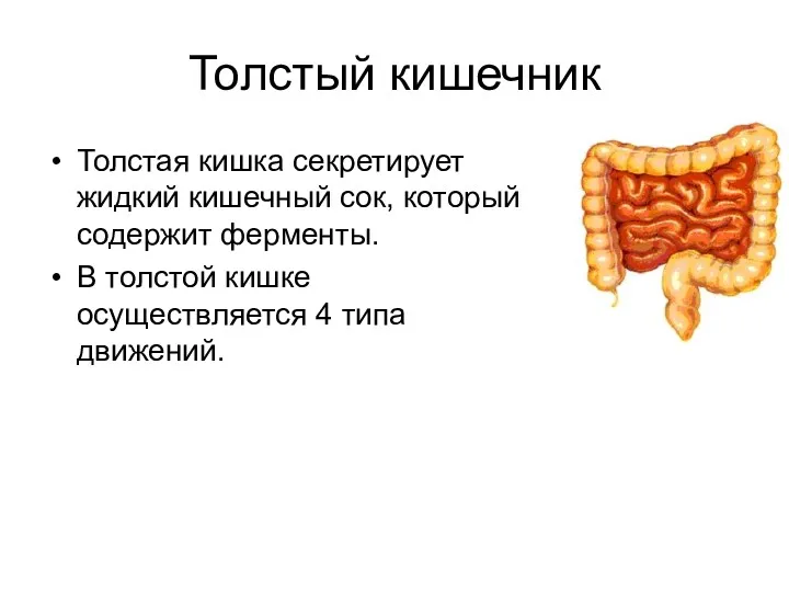 Толстый кишечник Толстая кишка секретирует жидкий кишечный сок, который содержит ферменты. В толстой