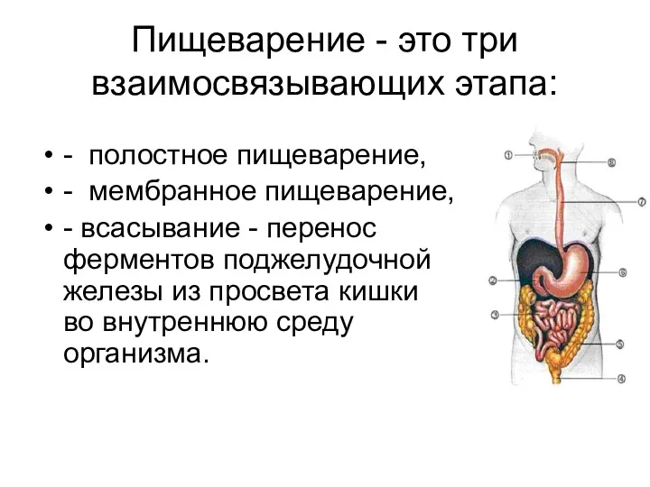 Пищеварение - это три взаимосвязывающих этапа: - полостное пищеварение, - мембранное пищеварение, -