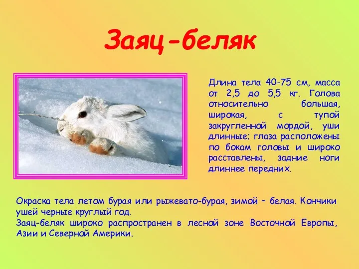 Заяц-беляк Длина тела 40-75 см, масса от 2,5 до 5,5