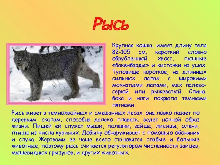 Рысь Крупная кошка, имеет длину тела 82-105 см, короткий словно