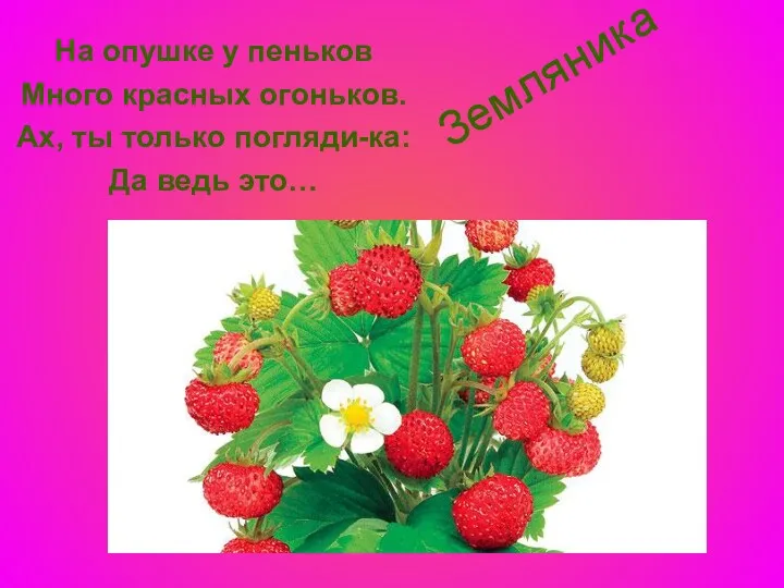На опушке у пеньков Много красных огоньков. Ах, ты только погляди-ка: Да ведь это… Земляника