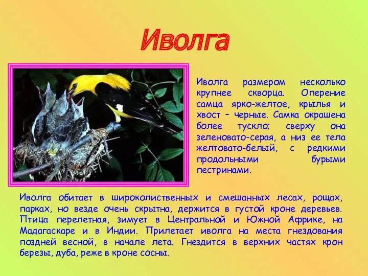 Иволга Иволга размером несколько крупнее скворца. Оперение самца ярко-желтое, крылья