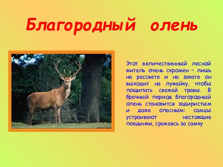 Благородный олень Этот величественный лесной житель очень скромен – лишь