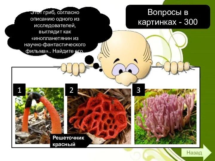 Назад Этот гриб, согласно описанию одного из исследователей, выглядит как