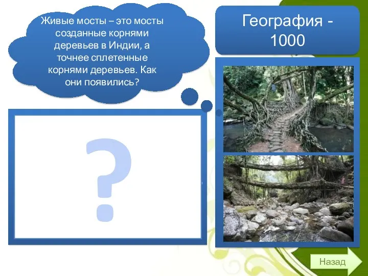 Каучуковый фикус - вечнозеленое дерево, оно достигает в высоту 30-40 метров. С помощью