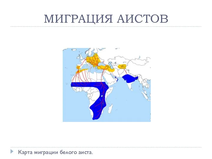 МИГРАЦИЯ АИСТОВ Карта миграции белого аиста.