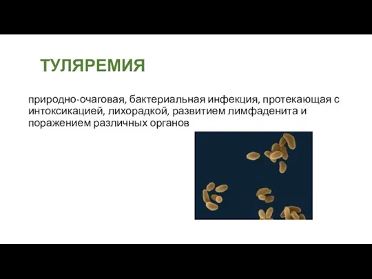 ТУЛЯРЕМИЯ природно-очаговая, бактериальная инфекция, протекающая с интоксикацией, лихорадкой, развитием лимфаденита и поражением различных органов