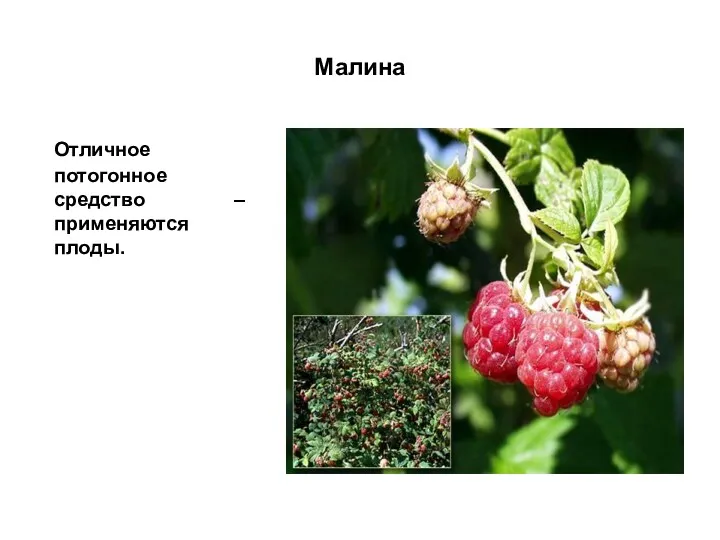 Малина Отличное потогонное средство – применяются плоды.