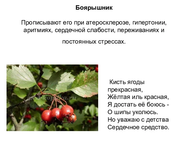 Боярышник Прописывают его при атеросклерозе, гипертонии, аритмиях, сердечной слабости, переживаниях