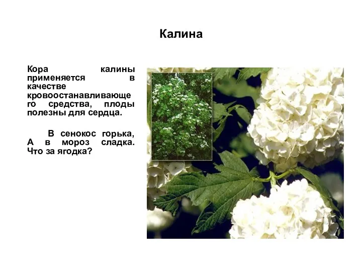 Калина Кора калины применяется в качестве кровоостанавливающего средства, плоды полезны