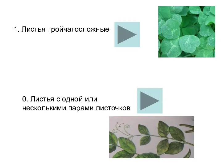 1. Листья тройчатосложные 0. Листья с одной или несколькими парами листочков