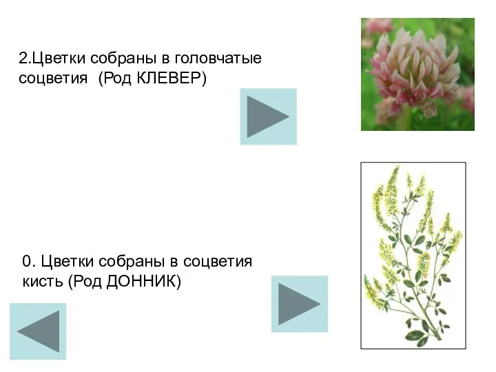 2.Цветки собраны в головчатые соцветия (Род КЛЕВЕР) 0. Цветки собраны в соцветия кисть (Род ДОННИК)