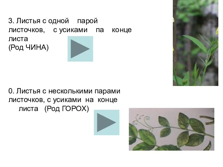 3. Листья с одной парой листочков, с усиками па конце