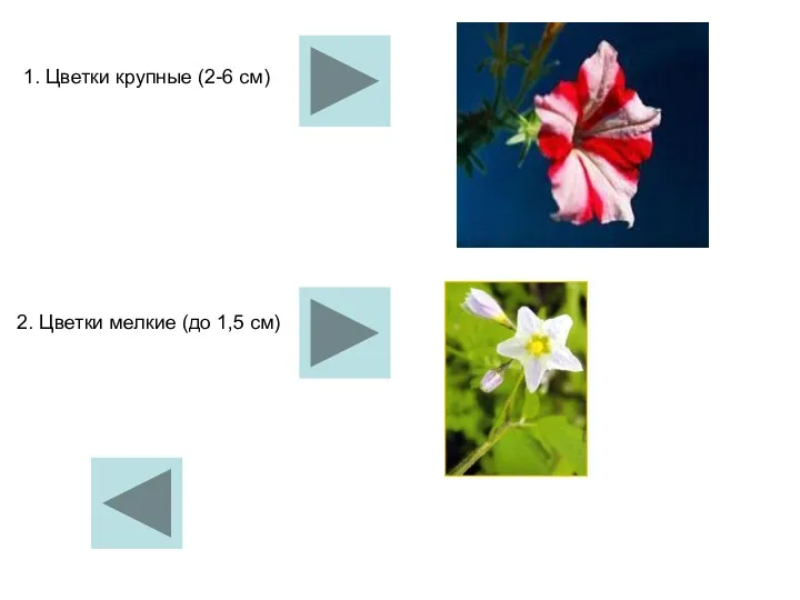 1. Цветки крупные (2-6 см) 2. Цветки мелкие (до 1,5 см)