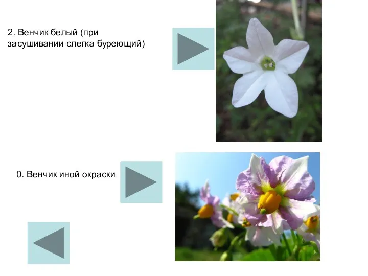 2. Венчик белый (при засушивании слегка буреющий) 0. Венчик иной окраски