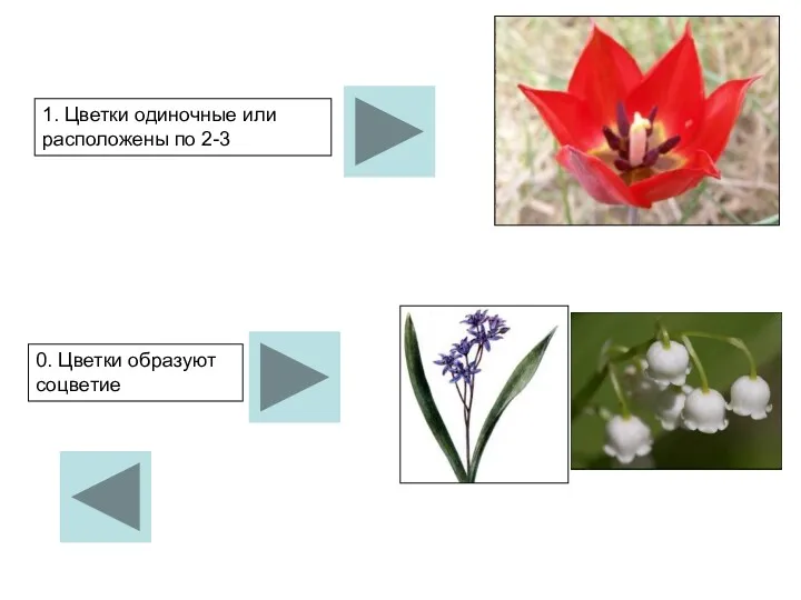 1. Цветки одиночные или расположены по 2-3 0. Цветки образуют соцветие