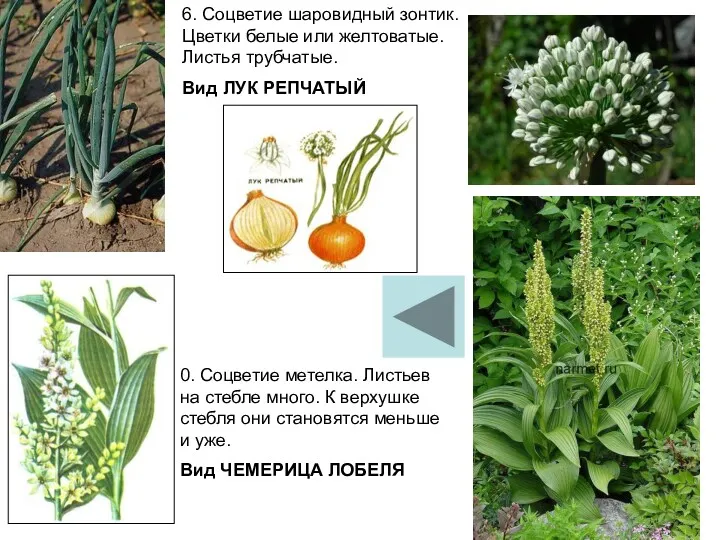 6. Соцветие шаровидный зонтик. Цветки белые или желтоватые. Листья трубчатые.