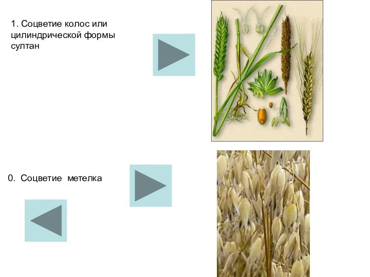 1. Соцветие колос или цилиндрической формы султан 0. Соцветие метелка