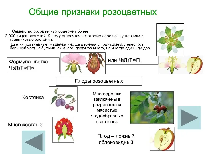 Общие признаки розоцветных Семейство розоцветных содержит более 2 000 видов