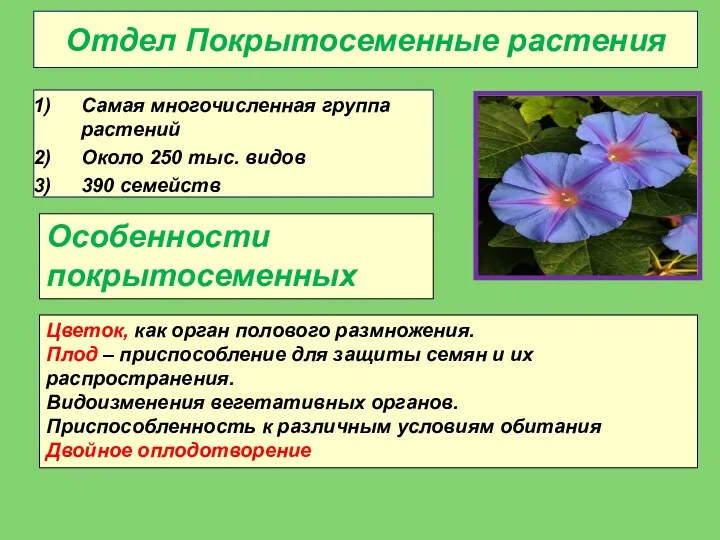 Отдел Покрытосеменные растения Самая многочисленная группа растений Около 250 тыс.