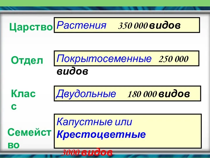 Царство Отдел Класс Семейство Растения 350 000 видов Покрытосеменные 250