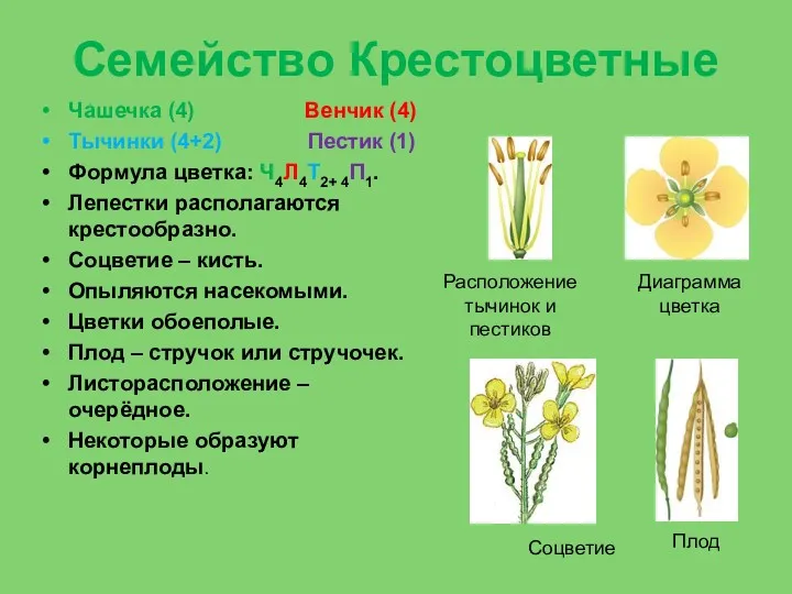 Семейство Крестоцветные Чашечка (4) Венчик (4) Тычинки (4+2) Пестик (1)