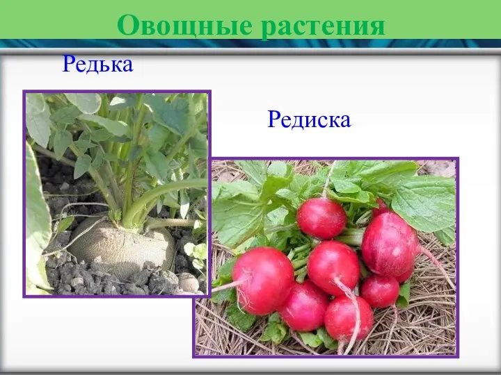 Овощные растения Редька Редиска