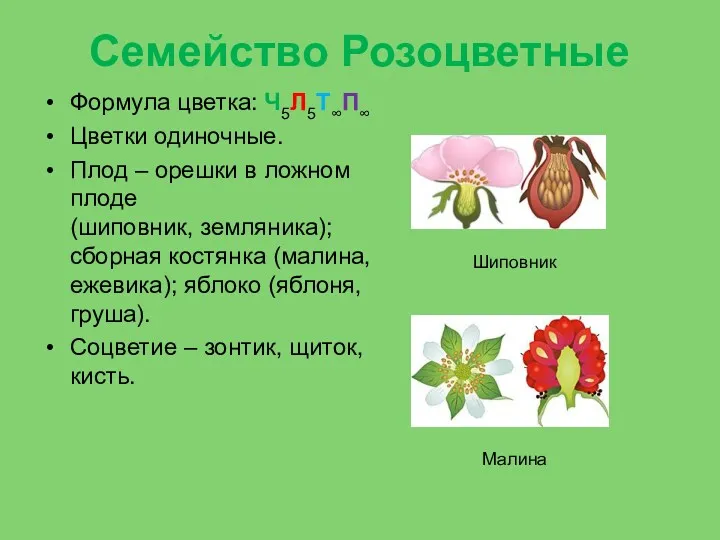 Семейство Розоцветные Формула цветка: Ч5Л5Т∞П∞ Цветки одиночные. Плод – орешки