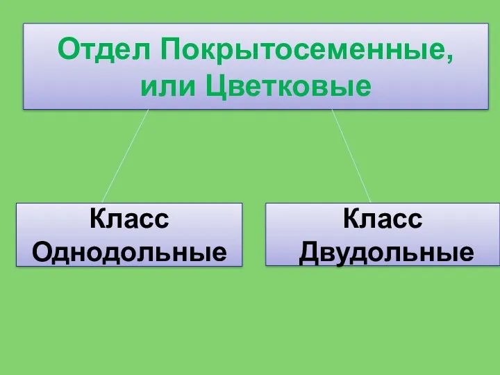 Отдел Покрытосеменные, или Цветковые Класс Однодольные Класс Двудольные