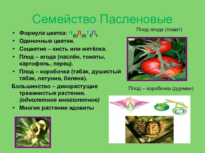 Семейство Пасленовые Формула цветка: Ч(5)Л(5)Т5П1 Одиночные цветки. Соцветие – кисть