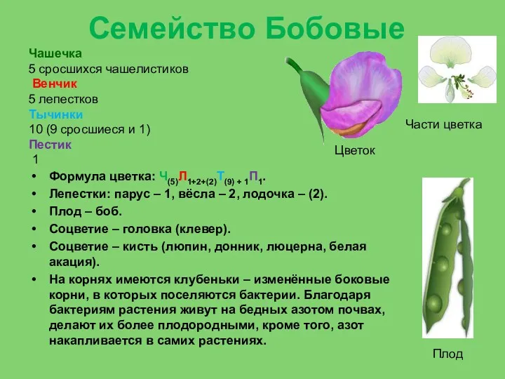 Семейство Бобовые Формула цветка: Ч(5)Л1+2+(2)Т(9) + 1П1. Лепестки: парус –