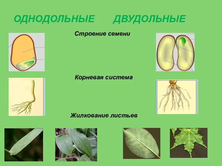 ОДНОДОЛЬНЫЕ ДВУДОЛЬНЫЕ Жилкование листьев Корневая система Строение семени