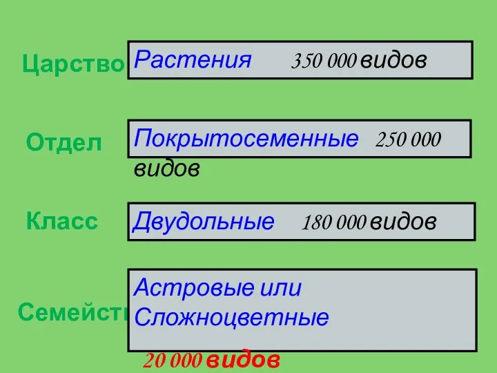 Царство Отдел Класс Семейство Растения 350 000 видов Покрытосеменные 250