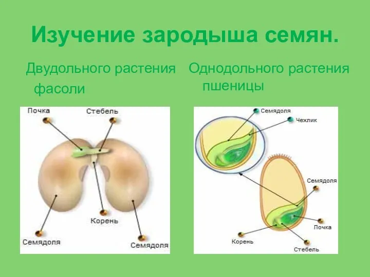 Изучение зародыша семян. Двудольного растения фасоли Однодольного растения пшеницы