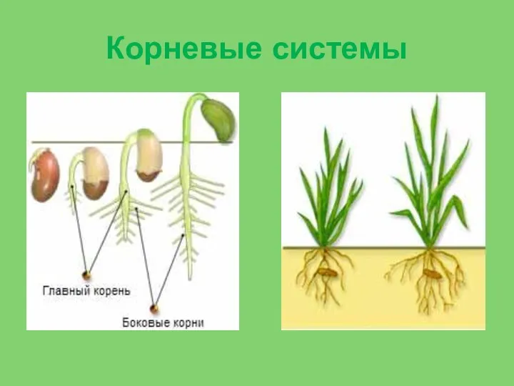 Корневые системы