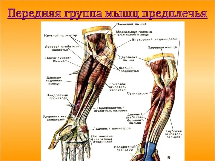Передняя группа мышц предплечья
