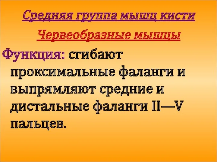 Средняя группа мышц кисти Червеобразные мышцы Функция: сгибают проксимальные фаланги