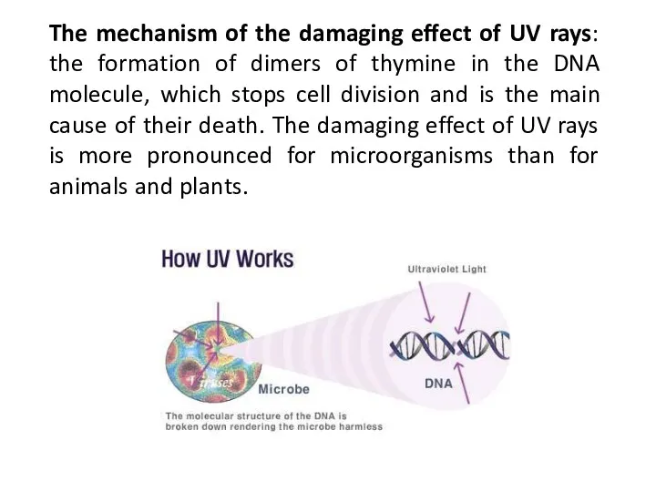 The mechanism of the damaging effect of UV rays: the